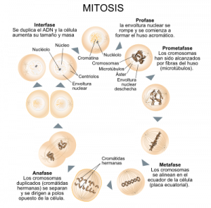 Esquema de la Mitosis