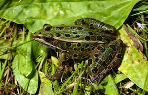 El complejo mayor de histocompatibilidad y las ranas leopardo