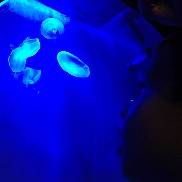 Wow! Awesome! #jellyfish #sealife
