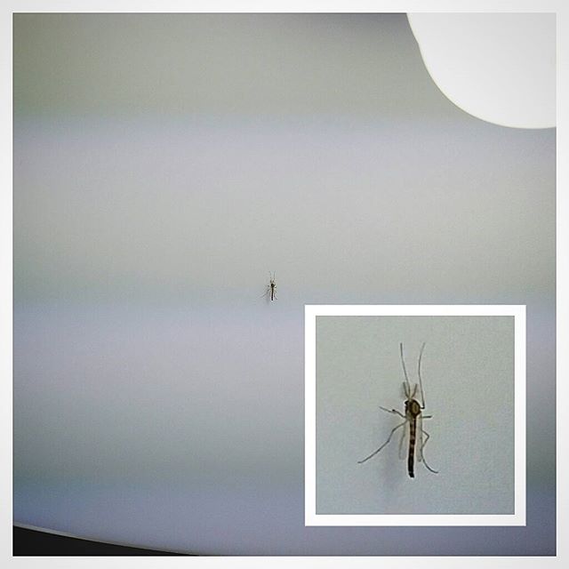 Ya están aquíiiiii... #mosquitos