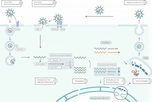 Ciclo infeccioso a nivel celular del SARS-CoV-2. Ciclo infeccioso a nivel celular del SARS-CoV-2.