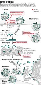 Ciclo infeccioso a nivel celular del SARS-CoV-2 con los posibles compuestos para tratar de parar el avance del virus. Ciclo infeccioso a nivel celular del SARS-CoV-2 con los posibles compuestos para tratar de parar el avance del virus.