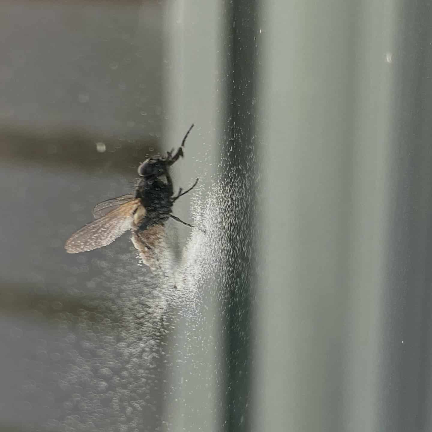 Así se ha quedado esta mosca tras quedarse atrapada entre el cristal y la persiana durante una noche otoñal leonesa 🧐 #leonesp #otoño #insectos #naturaleza #ciudad